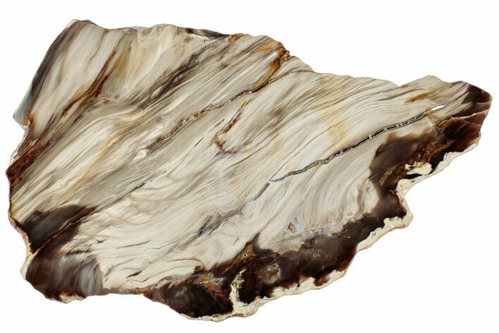 Polished Petrified Wood (Bald Cypress?) Slab - Washington #308398